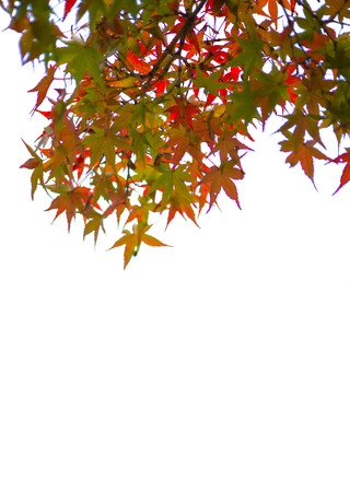 Red maple leaves on white background