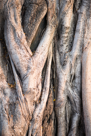 Closed up root of treeの写真素材