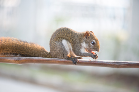 Squirrel eating nut on wooden bar in gardenの写真素材