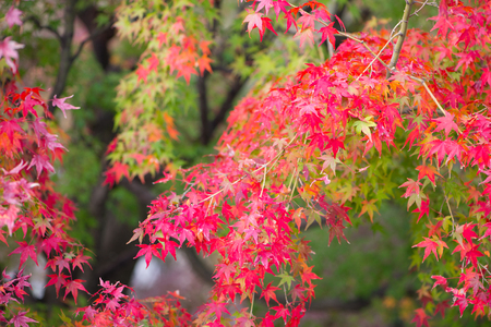 Red maple leaves in autumn season at Kiyomizu-dera Temple  in Kyoto, Japanの写真素材