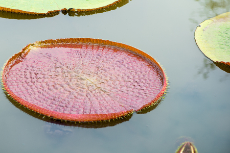 Young leaves of Victoria waterlilyの写真素材