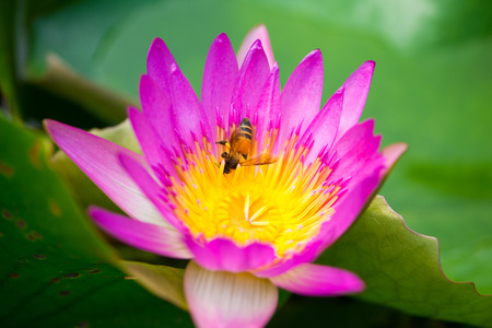 Pink water lily flower and bee in poolの写真素材