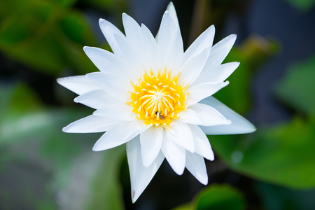 Water lily,Lotus or Waterlily flower in poolの写真素材