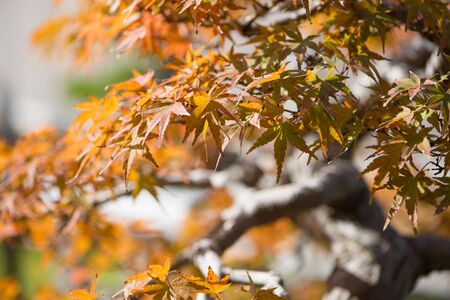 Japanese maple leaves of bonsai in autumn season Omiya bonsai village at Saitama, Japanの写真素材