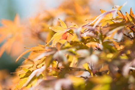 Japanese maple leaves of bonsai in autumn season Omiya bonsai village at Saitama, Japan
