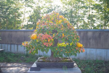 Flare picture Chinese Quince  bonsai tree in Omiya bonsai village at Saitama, Japanの写真素材