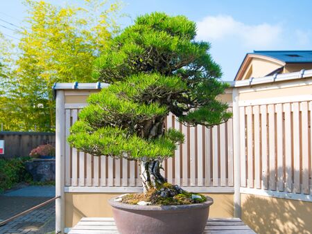 Japanese Black pine bonsai tree in Omiya bonsai village at Saitama, Japanの写真素材