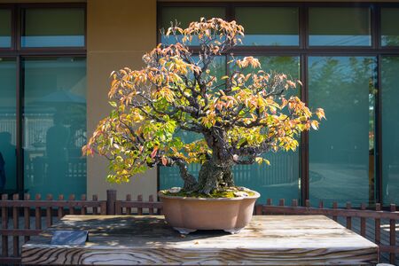 Japanese Apricot bonsai tree in Omiya bonsai village at Saitama, Japanの写真素材