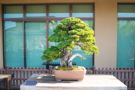 Japanese bonsai tree in Omiya bonsai village at Saitama, Japanの写真素材