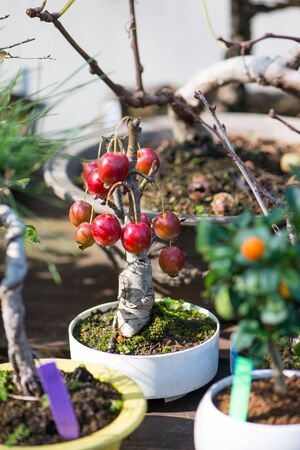 Japaness bonsai tree with fruitの写真素材