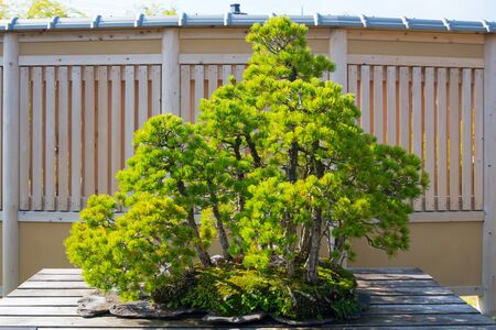 Japanese white pine  bonsai tree in Omiya bonsai village at Saitama, Japanの写真素材