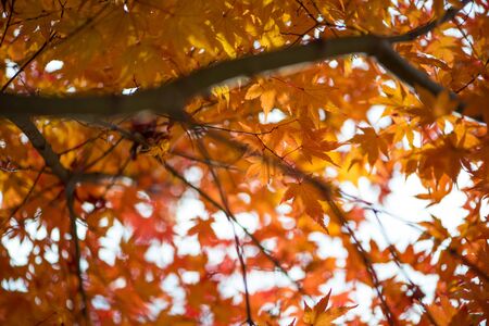 Maple leaves in autumm season