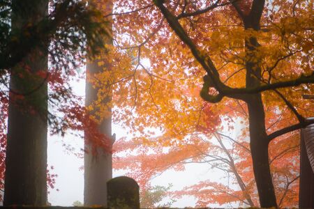 Blur picture contain fog of Maple tree in Autumn season contain fog at Nikko,Japan