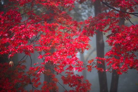 Maple tree in Autumn season contain fog at Nikko,Japan