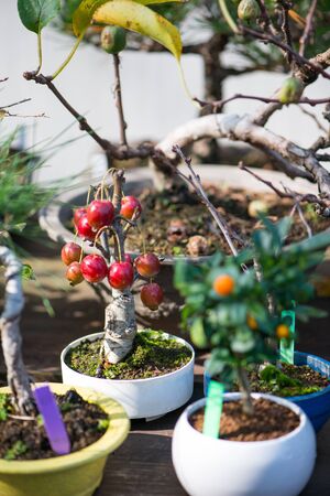 Japaness bonsai tree with fruitの写真素材