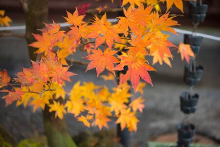 Yellow color maple leaves  in autumm seasonの写真素材