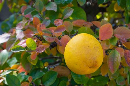 Chinese Quince fruit on bonsai tree in Omiya bonsai village at Saitama, Japanの写真素材