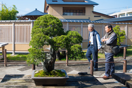 Omiya, Saitama, Japan - Nov 10, 2018 :Tourist walk and see bonsai in Japanese Omiya bonsai museum at bonsai vilage  Saitama,Japanのeditorial素材