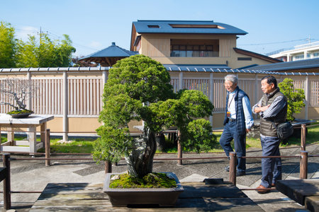 Omiya, Saitama, Japan - Nov 10, 2018 :Tourist walk and see bonsai in Japanese Omiya bonsai museum at bonsai vilage  Saitama,Japanのeditorial素材