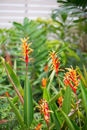 Bird of paradise or Strelitzia flower