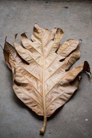 Dry leaf on ground show nature background