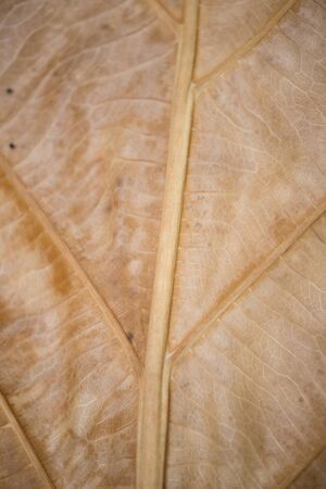 Closed up dry leaf texture background
