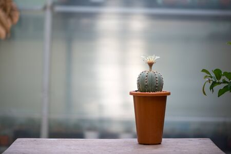 Flower of Astrophytum asterias cactusの写真素材