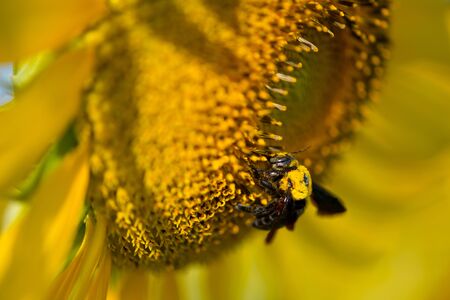 Sunflower and bumble bee on natural background. Sunflower blooming in garden
