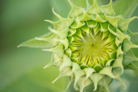 Green Sunflower on natural background. Sunflower blooming in gardenの写真素材