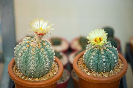Closed up flower of Astrophytum asterias cactusの写真素材