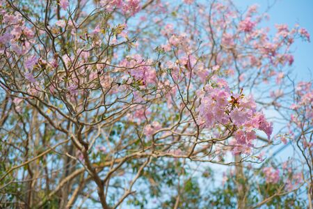 Pink trumpet tree flower in garden