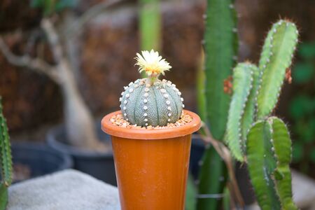 Astrophytum asterias cactus and flower in potの写真素材