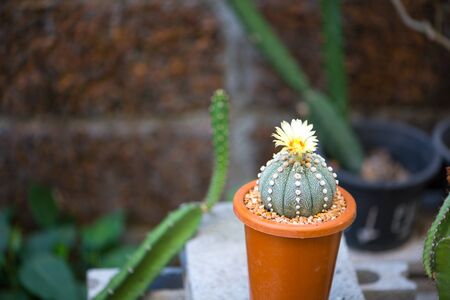 Astrophytum asterias cactus and flower in potの写真素材