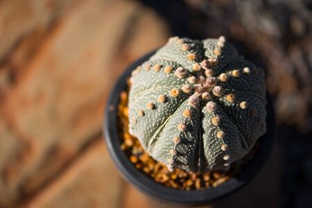 Astrophytum asterias KABUTO cactus in flower pot