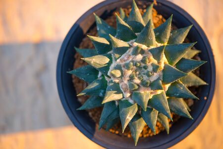 Ariocarpus trigonus with fruit in flower potの写真素材