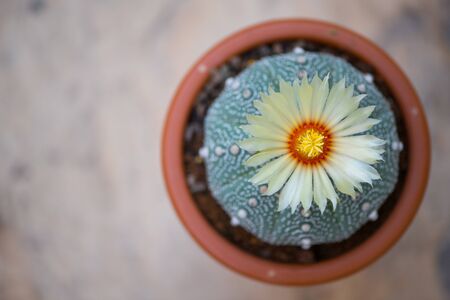 Astrophytum asterias "KABUTO" cactus and flower in potの写真素材