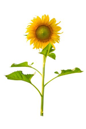 Sunflower isolated on white backgroundの写真素材