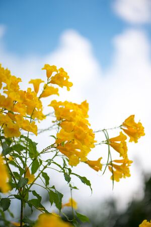 Yellow elder,Trumpetbush, Trumpetflower, Yellow trumpet-flower, Yellow trumpetbush or Tecoma stans