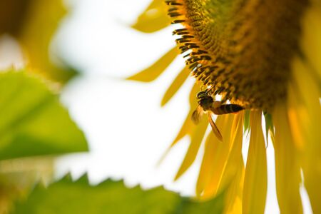 Sunflower and bee on natural background. Sunflower blooming in garden
