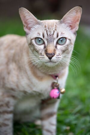 Short hair of blue eye cat in gardenの写真素材