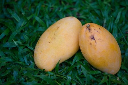 Yellow mangoes on green grassの写真素材