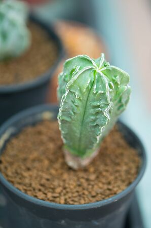Astrophytum myriostigma in flower potの写真素材