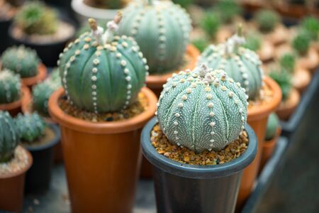 Astrophytum asterias cactus in flower potの写真素材