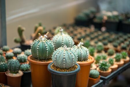 Astrophytum asterias cactus in flower potの写真素材