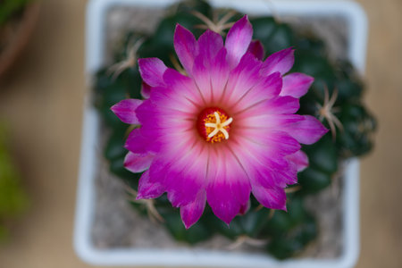 Pink flower of Coryphantha elephantidens cactus in potの写真素材