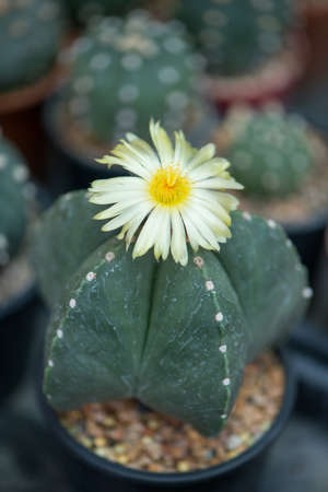Cactus plant and flower in potの写真素材