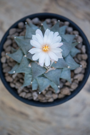 Cactus plant and flower in potの写真素材