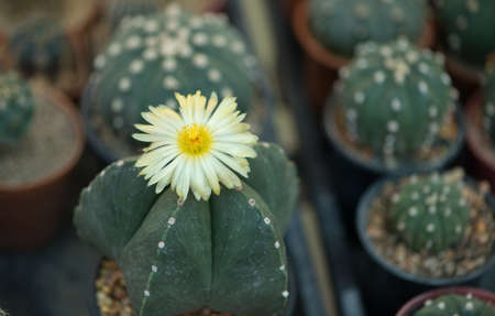 Astrophytum sp. cactus in potの写真素材