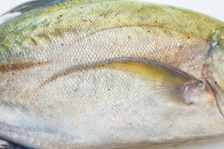 Caranx melampygus, Bluefin trevally or Black uluaの写真素材