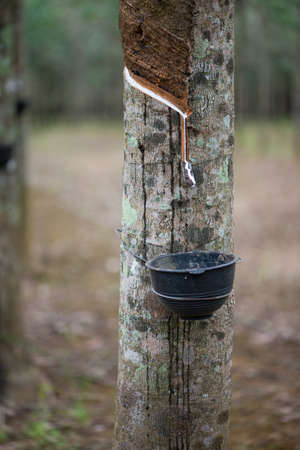 Rubber Latex extracted from rubber tree or Hevea Brasiliensisの写真素材